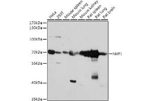 Western blot analysis of extracts of various cell lines, using NXF1 antibody (ABIN7269024) at 1:1000 dilution. (NXF1 Antikörper  (AA 57-356))