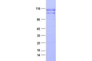 Validation with Western Blot (SEC24C Protein (DYKDDDDK Tag))