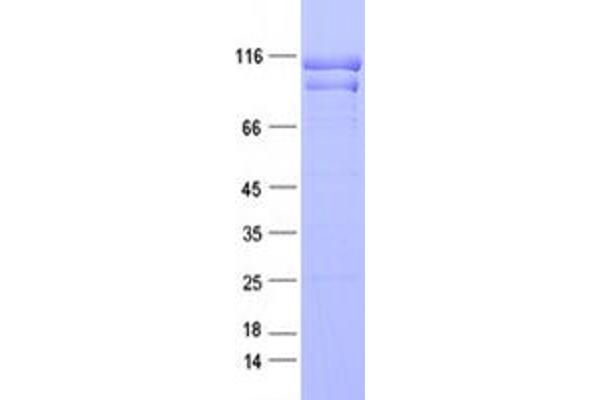 SEC24C Protein (DYKDDDDK Tag)