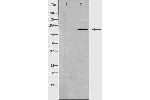 Western blot analysis of extracts from A549 cells, using CDH7 antibody. (Cadherin 7 Antikörper  (C-Term))