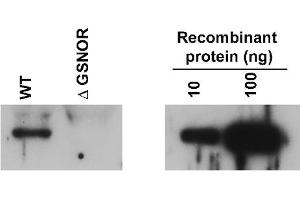 Image no. 1 for anti-Alcohol Dehydrogenase 5 (Class III), chi Polypeptide (ADH5) antibody (ABIN488639) (ADH5 Antikörper)