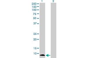 Western Blot analysis of S100A13 expression in transfected 293T cell line by S100A13 MaxPab polyclonal antibody. (S100A13 Antikörper  (AA 1-98))