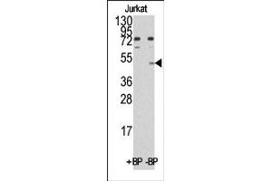 Image no. 1 for anti-MYC Induced Nuclear Antigen (MINA) (C-Term) antibody (ABIN356565) (MINA Antikörper  (C-Term))