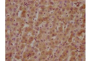 IHC image of ABIN7140074 diluted at 1:800 and staining in paraffin-embedded human liver tissue performed on a Leica BondTM system. (GPR37 Antikörper  (AA 114-133))