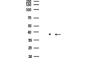 Western blot analysis of lysates from (LPS, 4h treatment), using PCBP2 Antibody at 1/1000 dilution.