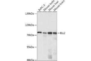 Western blot analysis of extracts of various cell lines, using ELL2 antibody (ABIN7266925) at 1:1000 dilution. (ELL2 Antikörper  (AA 253-352))