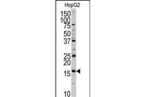 Western blot analysis of anti-XTP3T Antibody (N-term) (ABIN389324 and ABIN2839441) in HepG2 cell line lysates (35 μg/lane). (DCTPP1 Antikörper  (N-Term))