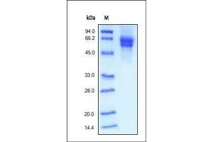 CD19 Protein (AA 20-291) (Fc Tag)