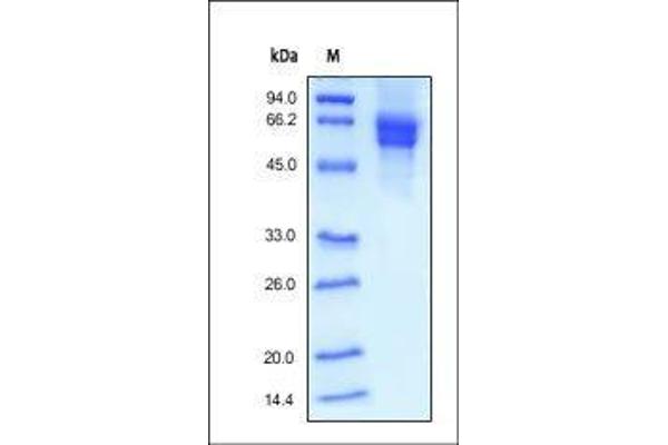 CD19 Protein (AA 20-291) (Fc Tag)