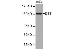 Western blot analysis of extracts of various cell lines, using DST antibody. (Dystonin Antikörper  (AA 1-270))