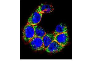 Confocal immunofluorescent analysis of MUC20 Antibody (C-term) (ABIN652400 and ABIN2837984) with WiDr cell followed by Alexa Fluor 488-conjugated goat anti-rabbit lgG (green). (MUC20 Antikörper  (C-Term))