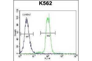 KLF4 Antibody (C-term) (ABIN655898 and ABIN2845298) flow cytometric analysis of K562 cells (right histogram) compared to a negative control cell (left histogram). (KLF4 Antikörper  (C-Term))