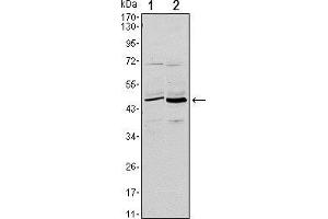 Western blot analysis using CD86 mouse mAb against L1210 (1) and MOLT-4 (2) cell lysate. (CD86 Antikörper)