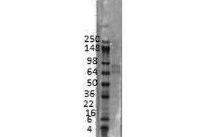 Western Blotting (WB) image for anti-Potassium Voltage-Gated Channel, Shal-Related Subfamily, Member 3 (KCND3) (C-Term) antibody (ABIN6658138)
