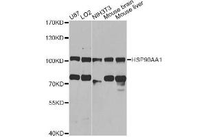 Western blot analysis of extracts of various cell lines, using HSP90AA1 antibody (ABIN6292998) at 1:1000 dilution. (HSP90AA1 Antikörper)