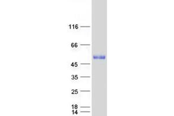 GRAMD3 Protein (Myc-DYKDDDDK Tag)