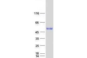 Validation with Western Blot (GRAMD3 Protein (Myc-DYKDDDDK Tag))
