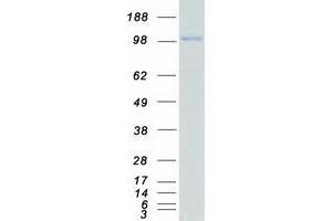 Validation with Western Blot (MAP4K3 Protein (Myc-DYKDDDDK Tag))