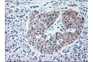 Immunohistochemical staining of paraffin-embedded pancreas tissue using anti-NRBP1mouse monoclonal antibody. (NRBP1 Antikörper)