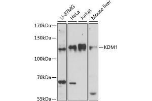Western blot analysis of extracts of various cell lines, using KDM1 antibody (ABIN7268323) at 1:1000 dilution. (LSD1 Antikörper  (AA 130-380))