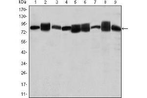 Western blot analysis using HSP90AB1 mouse mAb against Jurkat (1), A431 (2), Hela (3), A549 (4), HEK293 (5), K562 (6), NIH/3T3 (7), PC-12 (8) and Cos7 (9) cell lysate. (HSP90AB1 Antikörper)