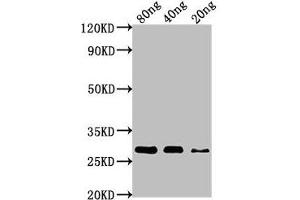 Western Blot Positive WB detected in Recombinant protein All lanes: nef antibody at 1:1000 Secondary Goat polyclonal to rabbit IgG at 1/50000 dilution Predicted band size: 28 kDa Observed band size: 28 kDa (Nef (AA 1-209) Antikörper)