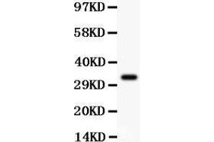 Anti-PD-L1 Picoband antibody,  All lanes: Anti PDL1  at 0. (PD-L1 Antikörper  (AA 45-290))