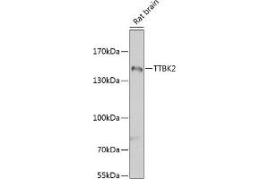 Western blot analysis of extracts of rat brain, using TTBK2 antibody (ABIN6131392, ABIN6149666, ABIN6149669 and ABIN6223523) at 1:1000 dilution. (TTBK2 Antikörper  (AA 1185-1244))