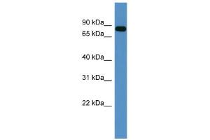 WB Suggested Anti-COL9A3 Antibody Titration: 0. (COL9A3 Antikörper  (C-Term))