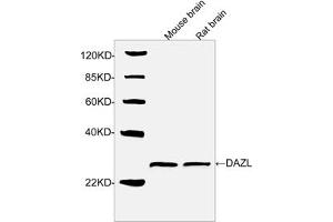 Western blot analysis of tissue lysates using DAZL Antibody, pAb, Rabbit (ABIN399110, 1 µg/mL) The signal was developed with IRDye-800 Conjugated Goat Anti-Rabbit IgG. (DAZL Antikörper  (N-Term))