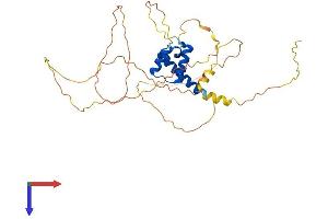 HOXD1 Protein (AA 1-328) (His tag)
