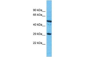 Western Blotting (WB) image for anti-Olfactory Receptor, Family 9, Subfamily G, Member 1 (OR9G1) (C-Term) antibody (ABIN2498651) (OR9G1 Antikörper  (C-Term))