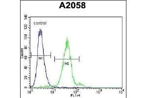 TE Antibody (C-term) (ABIN657175 and ABIN2846306) flow cytometric analysis of  cells (right histogram) compared to a negative control cell (left histogram). (TEX261 Antikörper  (C-Term))