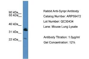 WB Suggested Anti-Synpr  Antibody Titration: 0. (Synaptoporin Antikörper  (Middle Region))