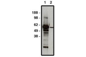 Western blot using FBXW7 antibody   used at 1:50k dilution. (FBXW7 Antikörper)