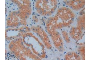 Immunohistochemistry (IHC) image for anti-Prokineticin 2 (PROK2) (AA 30-128) antibody (ABIN7431077)