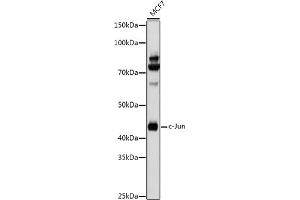 Western blot analysis of extracts of MCF7 cells, using c-Jun antibody (ABIN6131074, ABIN6142670, ABIN6142671 and ABIN6215187) at 1:1000 dilution. (C-JUN Antikörper  (AA 1-70))