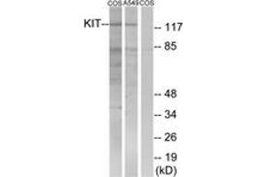 Western blot analysis of extracts from COS7/A549, using c-Kit (Ab-721) Antibody. (KIT Antikörper  (AA 688-737))