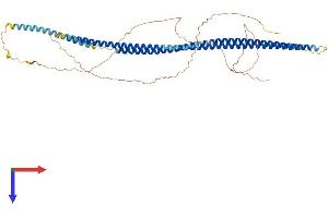 Keratin 75 Protein (KRT75) (AA 1-551) (His tag)