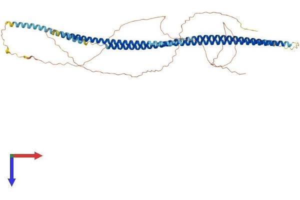 Keratin 75 Protein (KRT75) (AA 1-551) (His tag)