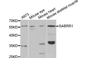 Western blot analysis of extracts of various cell lines, using GABRR1 antibody (ABIN5973370) at 1/1000 dilution. (GABRR1 Antikörper)