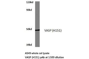 Western blot (WB) analyzes of VASP antibody in extracts from A549 cells. (VASP Antikörper)