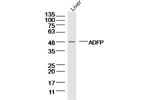 Mouse liver lysates probed with ADFP Polyclonal Antibody, Unconjugated  at 1:300 dilution and 4˚C overnight incubation. (ADRP Antikörper  (AA 31-130))