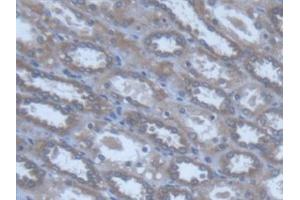 Detection of POFUT1 in Human Kidney Tissue using Polyclonal Antibody to Protein O-Fucosyltransferase 1 (POFUT1) (POFUT1 Antikörper  (AA 238-388))