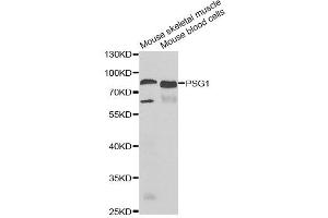 Western blot analysis of extracts of various cell lines, using PSG1 antibody (ABIN2564765) at 1:1000 dilution. (PSG1 Antikörper)