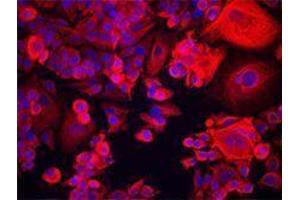 Immunofluorescence (IF) image for anti-Keratin 18 (KRT18) antibody (ABIN2664917)