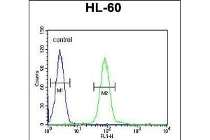PG Antibody (C-term) (ABIN651918 and ABIN2840453) flow cytometric analysis of HL-60 cells (right histogram) compared to a negative control cell (left histogram). (Pgap2 Antikörper  (C-Term))