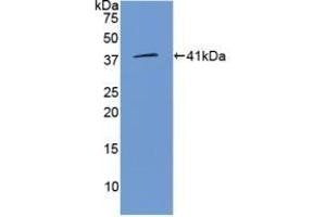 Detection of Recombinant WNT3A, Human using Polyclonal Antibody to Wingless Type MMTV Integration Site Family, Member 3A (WNT3A) (WNT3A Antikörper  (AA 1-290))