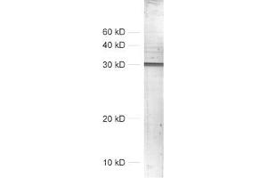 dilution: 1 : 1000, sample: crude synaptosomal fraction of rat brain (P2) (SNAP alpha/beta Antikörper)