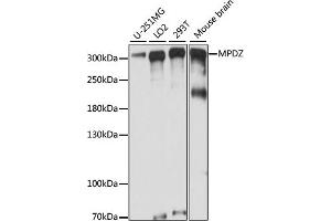 Western blot analysis of extracts of various cell lines, using MPDZ antibody (ABIN7268699) at 1:1000 dilution. (MPDZ Antikörper  (AA 1100-1380))